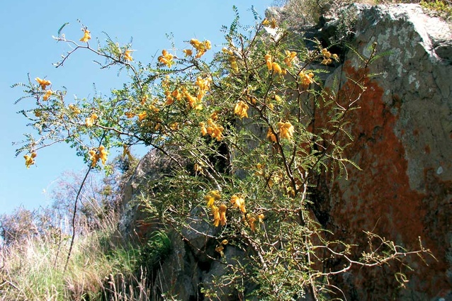 Sophora microphylla.