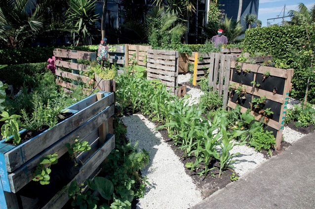 Makeshift pallet 'green walls' features in rhw productive urban garden. 