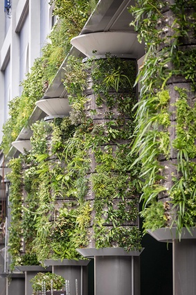 3500 plants, of which 80% are New Zealand natives, were used in the living wall.