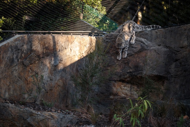 Winner - Public Architecture: Wellington Zoo Snow Leopards Enclosure by Architecture Workshop. 