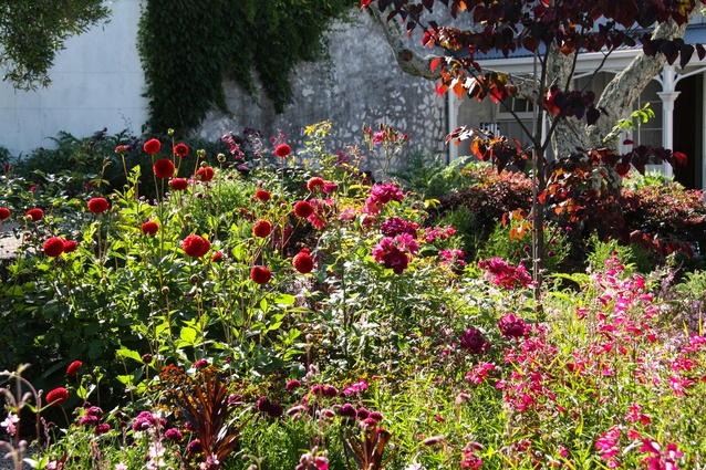 Mixed perennial planting of dahlias, penstemon and scabiosa and specimen tree <em>Cercis</em> create a immersive landscape of colour in the garden of this grand old villa.