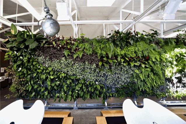 New Zealand's first living wall, at Stephen Marr Salon in Auckland. It consists of over 1,000 plants, with skylights installed above to ensure enough natural light.