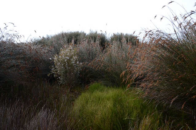 The Torehape peat bog on the Hauraki Plains.