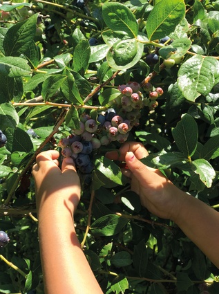 Berry-picking in the summer. 