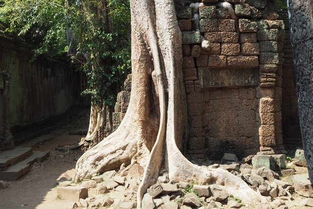 Nature reclaiming at Angkor Wat temple complex in Cambodia.