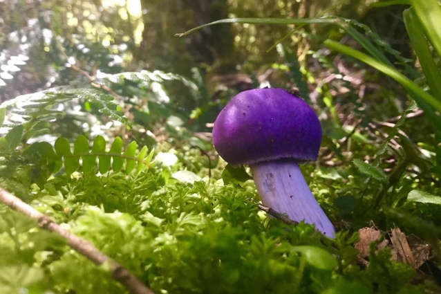 Purple pouch fungus found on the  Kahurangi National Park walk, inspired the colours in Ben’s mood board.