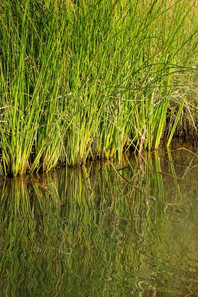 The Bay of Plenty is down to less than three percent of the original freshwater wetland habitat.