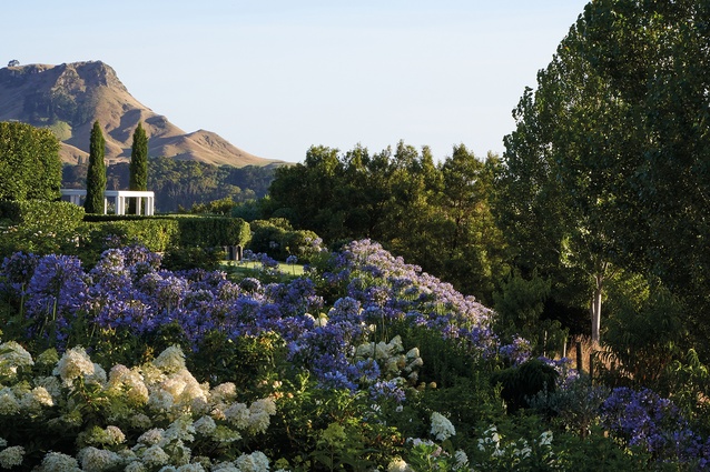 Hawke’s Bay garden, with Te Mata Peak is in the background, while drifts of hydrangea (<em>Hydrangea paniculata</em> ‘Kyushu’) blend with agapanthus (<em>Agapanthus orientalis</em>) on the eastern bank of the property. 