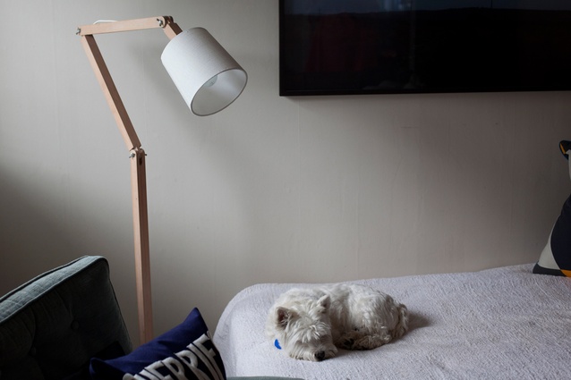Carlos the dog relaxes in Rebecca Snelling's Auckland home.