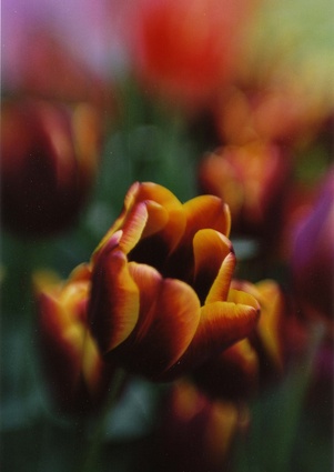 <em>Tulip</em>: Harvey Norman.