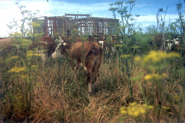 Tiring of eating fennel, the cows began eating the plastic-coated electrical cabling, 1996.