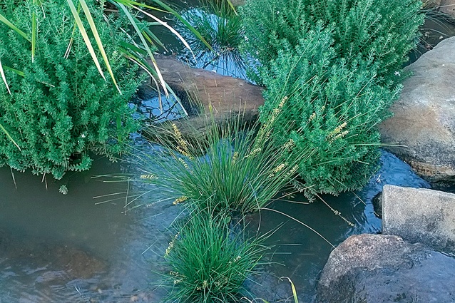  Evergreen Baby Lomandra is not only drought tolerant, but very wet-feet tolerant, allowing it to be used in bio-retention swales.