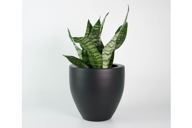 There's nothing better to brighten up an indoor space than a low maintenance architectural plant. This <a href="https://www.plantandpot.nz/shop/snake-plant-matt-black-pot/" target="_blank"><u>snake plant</u></a> in a matt black pot fits the bill perfectly.
