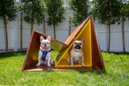 Top architects design dog houses for good