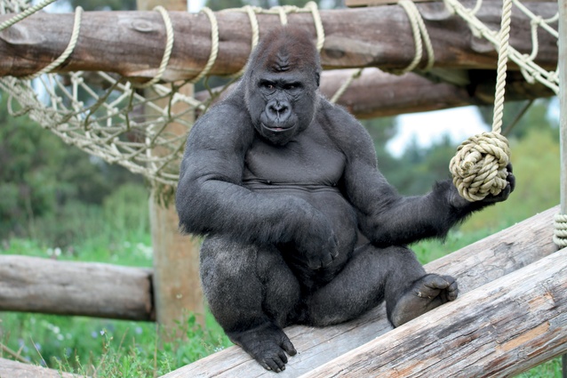 Gorillas prefer areas of privacy from each other and the public.