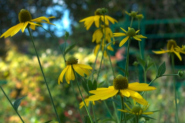 The tall coneflower stands around 1.7 meters high giving depth to the garden. 