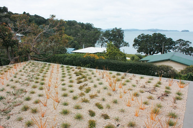 Living roof designed by the author using native species atop a new garage at Buckleton's Beach. 