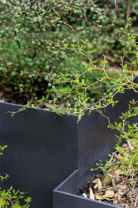 Small-leaved textural native shrubs contrast with and add buoyancy to the modern hardscaping.