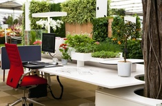 The global impact of biophilic design in the workplace