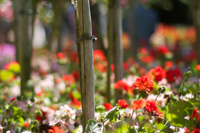 Vibrant red and white geraniums sit under standard roses in what is one of the best-documented parts of the garden. 