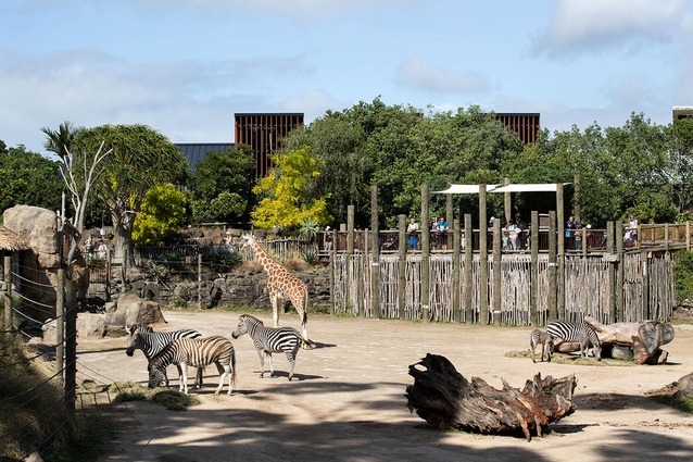 Winner: Commercial Architecture – Auckland Zoo Administration Building by Ignite Architects.