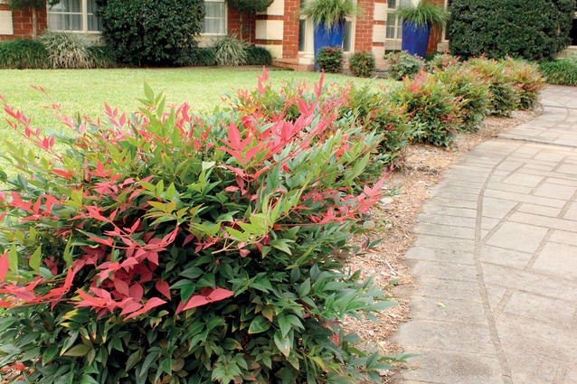 Obsession Nandina has red new growth for most of the year, and it is easily tough enough for roadsides.