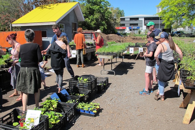 Cultivate Urban Farm’s giant seedling sale.