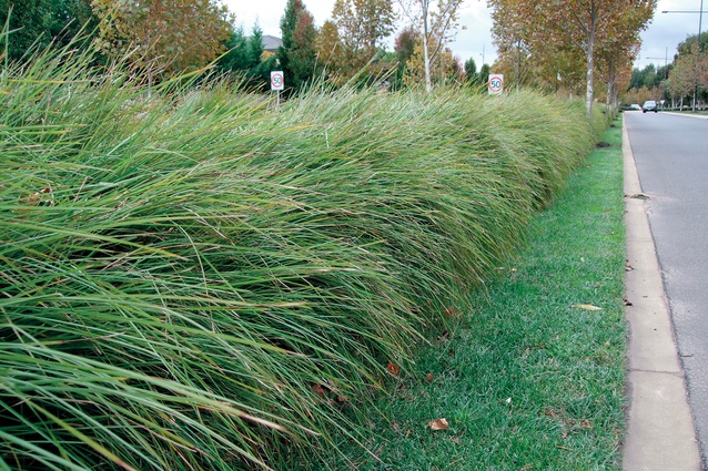 Turf and Tanika Lomandra combine to make an effective swale, cleaning run off water efficiently. 