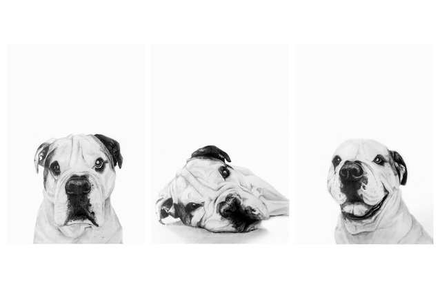 In her spare time, Melanie completes commissioned drawings of pets in graphite pencil. Pictured here is Bulldog-Labrador cross, Iwa.