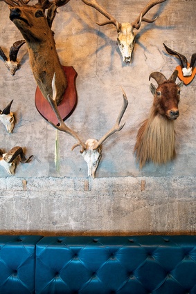 Taxidermy animal heads make unusual wall displays.