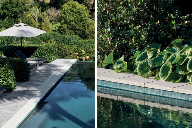 Poolside at this farmhouse in Coatesville, a hedge of camellia (<em>Camellia japonica</em> ‘Brushfield’s Yellow’) defines the loungers’ bays; On the other side of the pool, tractor seat ligularia (<em>Ligularia reniformis</em>) reach out towards the water.