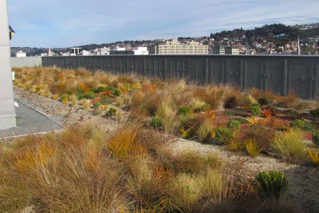 Otago University Psychology Building living roof, planting design by Dr Janice Lord. All plants are native, planted in alternating structural blocks dominated either by grasses (Poa and Festuca) or dwarf shrubs (Hebe, Melicytus and Coprosma) to provide some heterogeneity in height and texture.