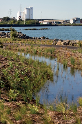Marshy swales and gravel beaches provide appropriate habitat for native birds. 