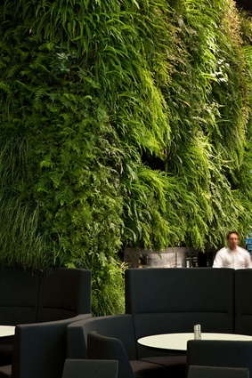 Green wall at Hotel Novotel Auckland Airport.