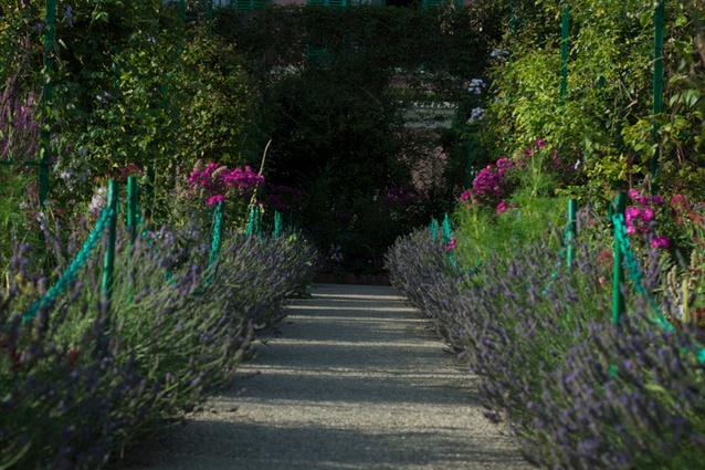 Lines of lavender make up the  more formal edging to what is known as the painters' palette, a series of mono-coloured beds. 