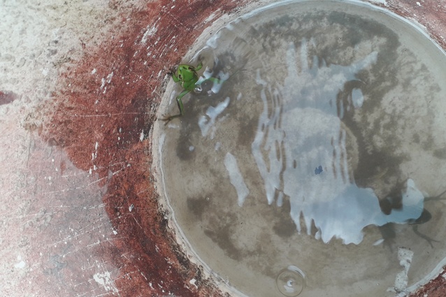 The Living House team was surprised to find two frogs living at the bottom of their beer bucket.