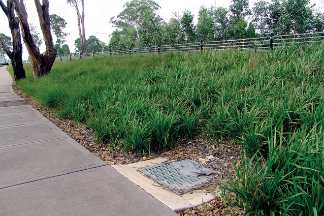 Breeze Dianella fills in gaps, and has a very strong root system for erosion control. 