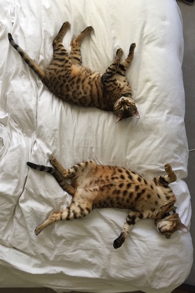 Caradus’ two Bengal cats.