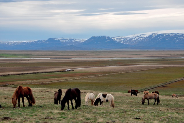 Icelandic horses are small and hardy, similar to Shetland ponies. 
