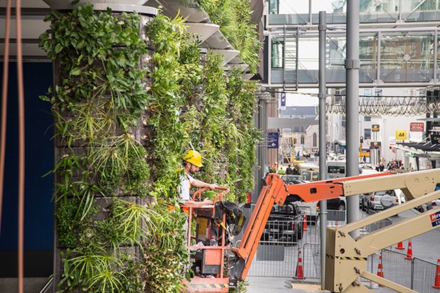 A 130m<sup>2</sup> living wall has been installed on Federal Street in Auckland city.
