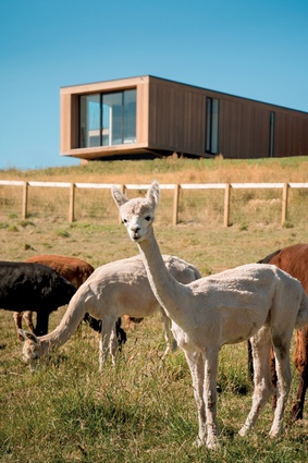 The cedar on the exterior requires very little maintenance as it is left to weather. The llamas feature in this farmyard setting.