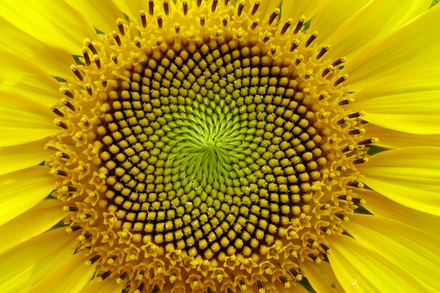 The Fibonacci sequence in nature.