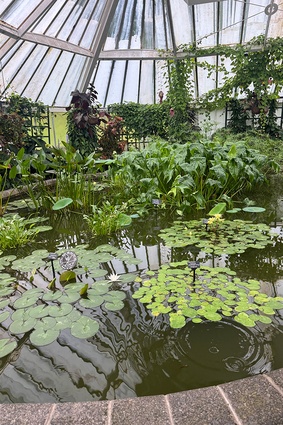 The Begonia House’s lily pond, added in1989. 