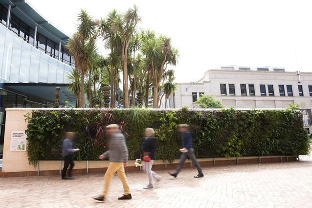 Wellington's living wall in Civic Square. The $40,000 living green wall was installed in February 2015 and is able to be relocated.